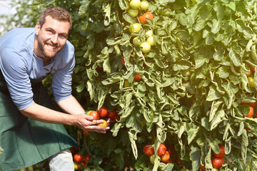 lachender Gärtner bei der Ernte von Tomaten im Gewächshaus in der Landwirtschaft // laughing...