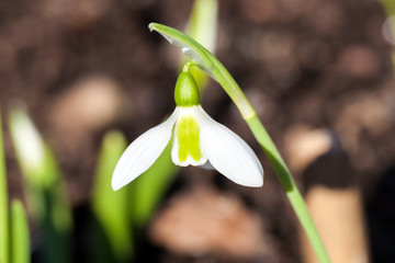 Snowdrop (Galanthus) Elwesii a species of snowdrop often found in early spring gardens