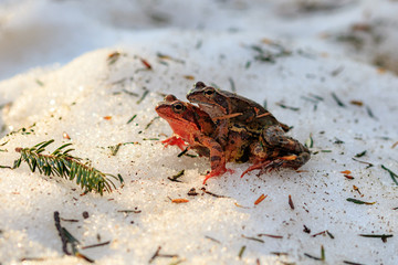 Rana temporaria
