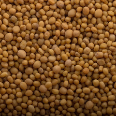 fresh seeds of yellow mustard background