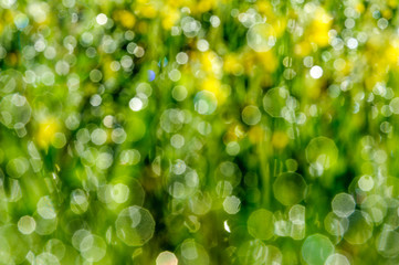 Bokeh green refreshing nature background. Blured water drops in the grass for background.