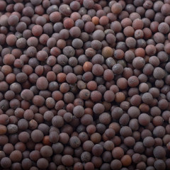 black mustard seeds background