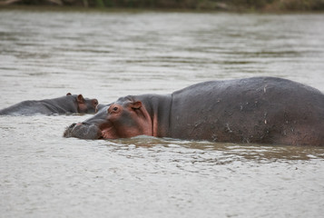 Fototapeta premium Hippo pool, Africa Ngorongoro , Safari 