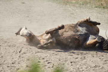 Horse wallow in the mud 