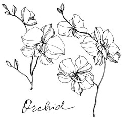 Vector Orcid floral botanical flower. Black and white engraved ink art. Isolated orchid illustration element. © LIGHTFIELD STUDIOS
