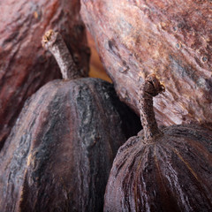 fresh cacao pods background