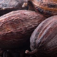 fresh cacao pods background