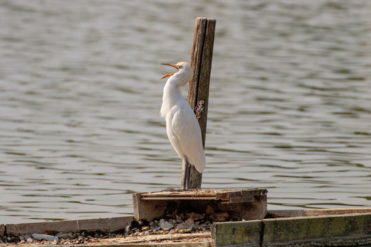 Airone Guardabuoi Photos Royalty Free Images Graphics Vectors Videos Adobe Stock