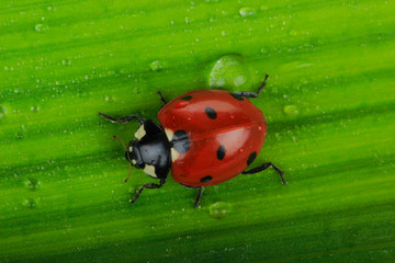 red ladybird on green leaf with water drops background