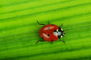 red ladybird on green leaf background