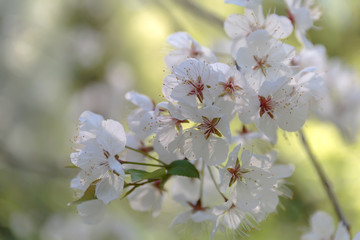 Obraz premium cherry flowers close up in the sunlight 3