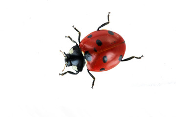 red ladybird isolated on white background