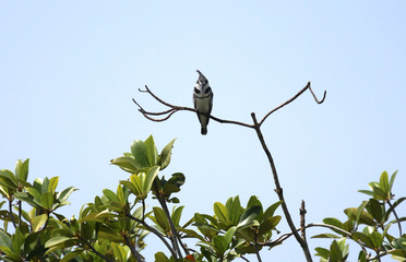 King fisher perched on a branch