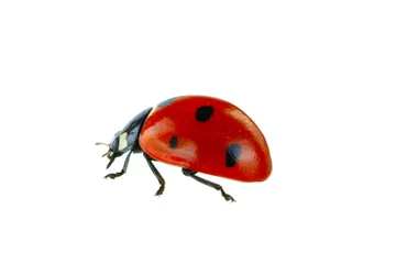 Fotobehang red ladybird isolated on white background © lewal2010