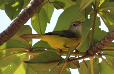 Small bird in the Gambia