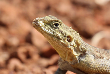 Agama Lizard in the Gambia