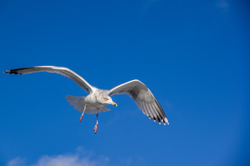 Obraz premium Front view of one seaqull flaying. Bluie sky background.