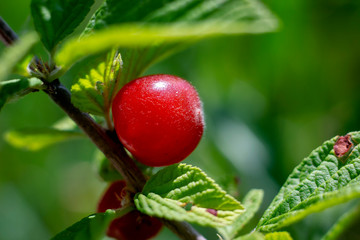 Obraz premium red berry of felted Chinese cherry on a branch with leaves in the sunshine close up