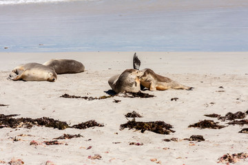Sleeping Australian Sea Lions (Neophoca cinerea) on Kangaroo Island coastline, South Australia , Seal bay