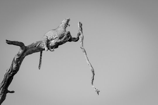 Leopard sitting on dead tree branch at Sabi Sands Game Reserve