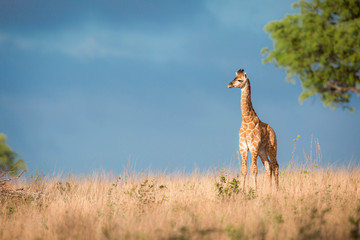 A young giraffe calf, Giraffa camelopardalis, stands in the sun in brown grass, looking away, dark blue sky in background.