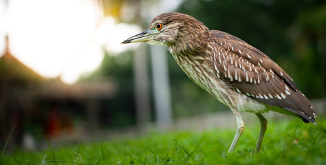 Young Black-crowned Night-Heron