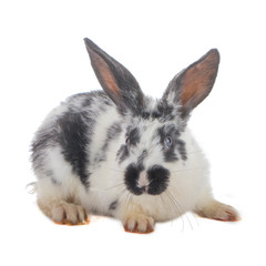 black and white rabbit isolated on white background