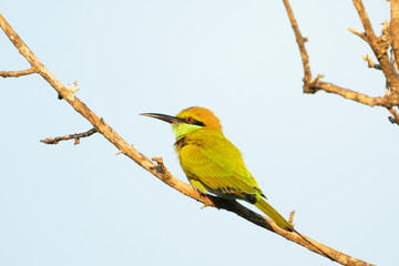 bee-eater on a branch