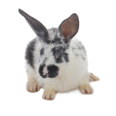 black and white rabbit isolated on white background