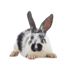 black and white rabbit isolated on white background