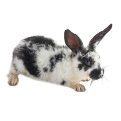 black and white rabbit isolated on white background