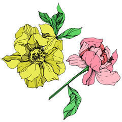 Vector Yellow and pink peony floral botanical flower. Engraved ink art. Isolated peony illustration element.