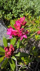Fototapeta na wymiar Bee on a rhododendron flower mountain 2 / Abeille butinant un rhododendron de montagne 2