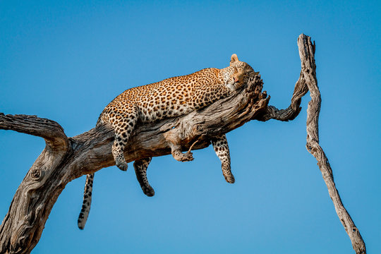 A leopard, Panthera pardus, lies on a dead tree branch, rests head on leg, closed eyes, draped legs and tail, blue sky background.