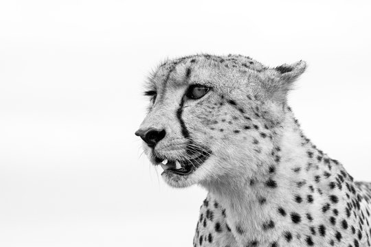 Close up cheetah standing in Sabi Sands Game Reserve