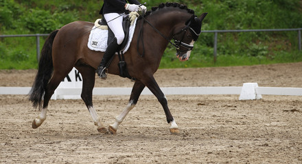 Dressage horse (pony) with rider in the dressage quadrilateral, in the gait trot, in the limbo phase.. - obrazy, fototapety, plakaty