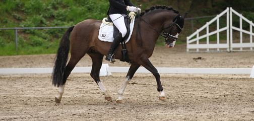 Dressage horse (pony) with rider in the dressage quadrilateral, in the gait trot, in the limbo phase.. - obrazy, fototapety, plakaty