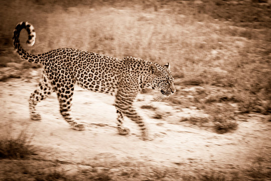 A blurred-motion sepia shot of a female leopard, Panthera pardus, walking on a game path with her tail curled in the air.