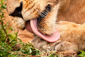 Close up of a lion's mouth, Panthera leo, licking its paw with pink barbed tongue, white whiskers, wet golden fur