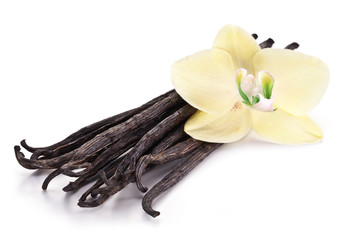 Dried vanilla pods and orchid vanilla flower on white background.
