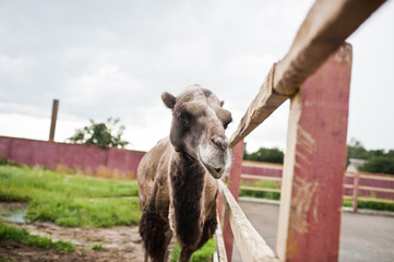 Fototapeta premium Funny camel on farm with green grass.