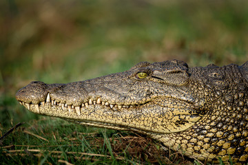 Nahaufnahme Gesicht Nil Krokodil in Botswana