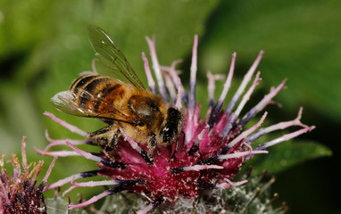 bee of flowers background