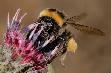 bumblebee with honey on flowers background