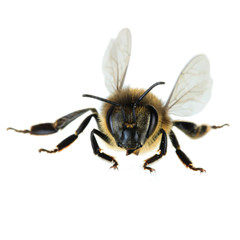 bee isolated on white background