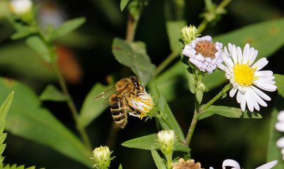 bee of flowers background