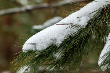 A branch of pine under the snow