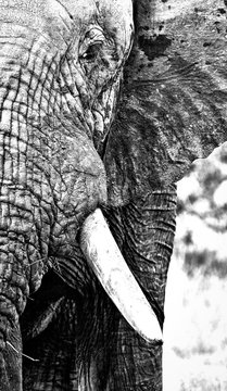 A close up of an elephant's head, Loxodonta africana, in black and white