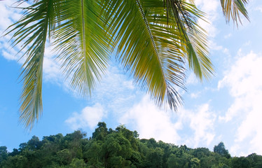 Fototapeta na wymiar palms on blue sky background