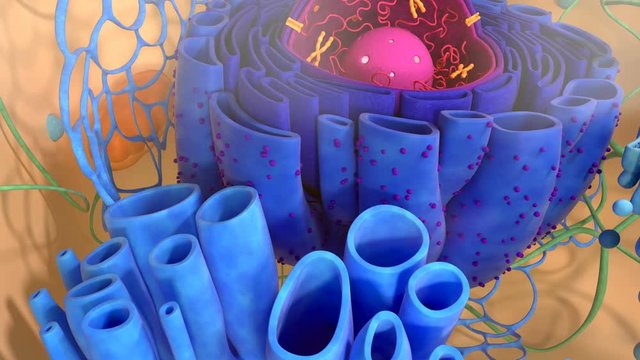 Human Cell Inner Structure Closeup